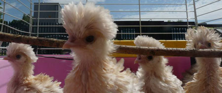 Polish Frizzle chicks at an Oldham school